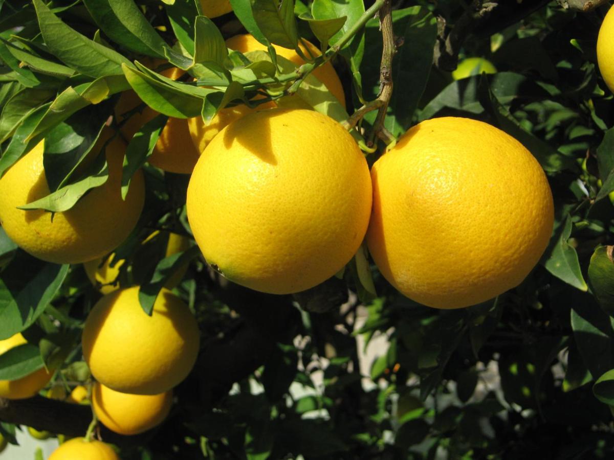 Apartmán Orange Tree Garden Pefkochori Exteriér fotografie